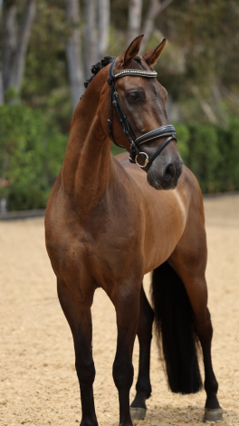 HorseID: 2317719 Aldara EDI - PhotoID: 1104577