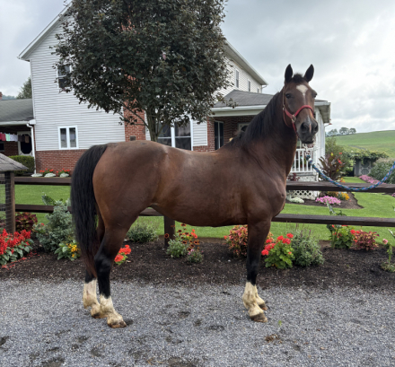 HorseID: 2317727 June E.L.K. - PhotoID: 1104579
