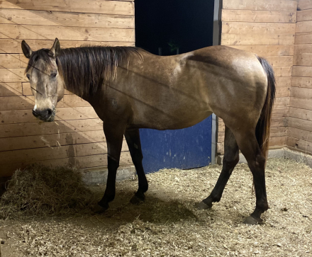 HorseID: 2317728 Two Eyed Emmy Lou - PhotoID: 1104580