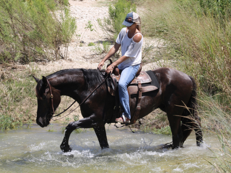 HorseID: 2317735 Sniper - PhotoID: 1104583