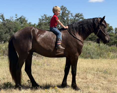 HorseID: 2317735 Sniper - PhotoID: 1104584