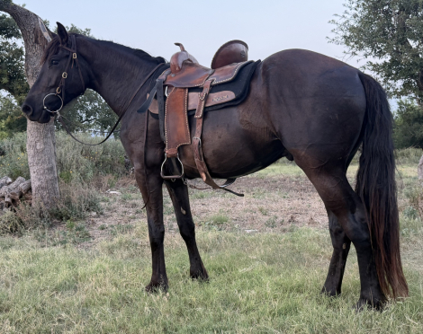 HorseID: 2317735 Sniper - PhotoID: 1104585