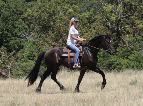 HorseID: 2317735 Sniper - PhotoID: 1104586