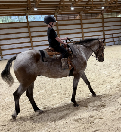 HorseID: 2317736 Chief - PhotoID: 1104693