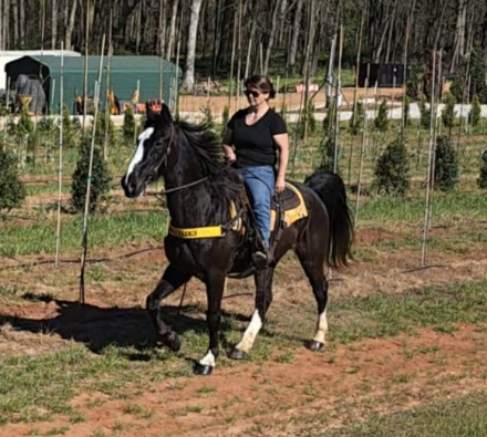 HorseID: 2317740 Rip - PhotoID: 1105247