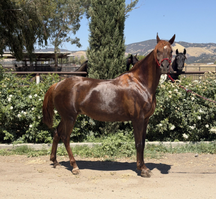HorseID: 2317753 Rodania Bandar - PhotoID: 1104590