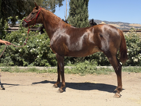 HorseID: 2317753 Rodania Bandar - PhotoID: 1104591