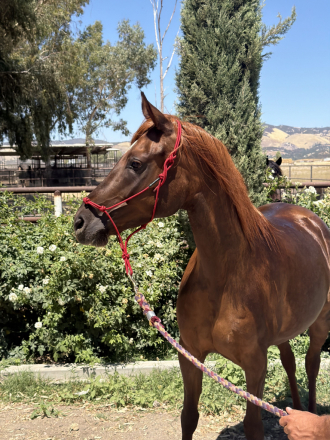 HorseID: 2317753 Rodania Bandar - PhotoID: 1104592
