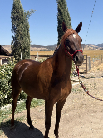 HorseID: 2317753 Rodania Bandar - PhotoID: 1104593