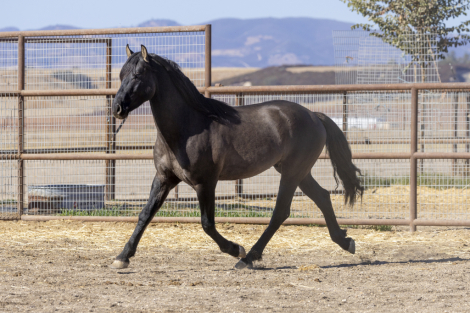 HorseID: 2317753 Rodania Bandar - PhotoID: 1104595