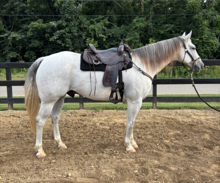 HorseID: 2317755 FHANCOCKSREDHOLLIDAY - PhotoID: 1104597
