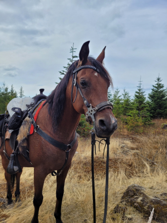 HorseID: 2317758 GC Maranaoe - PhotoID: 1104604