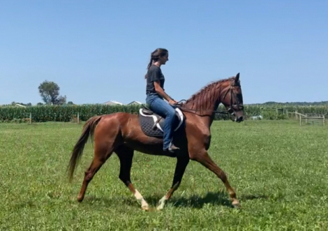 HorseID: 2317763 Apollo’s Journey - PhotoID: 1104607
