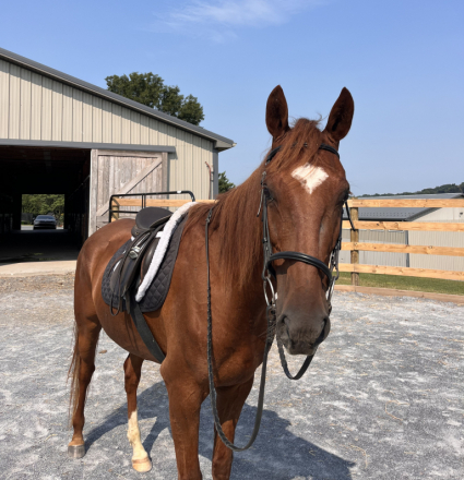 HorseID: 2317763 Apollo’s Journey - PhotoID: 1104608