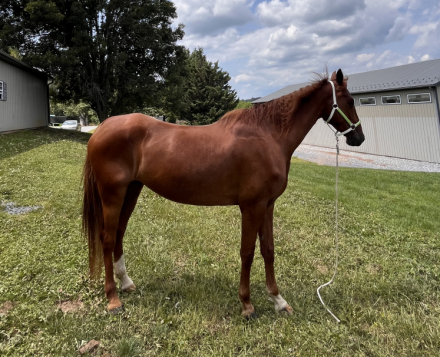 HorseID: 2317763 Apollo’s Journey - PhotoID: 1104609