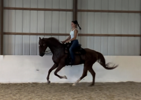 HorseID: 2317763 Apollo’s Journey - PhotoID: 1104610