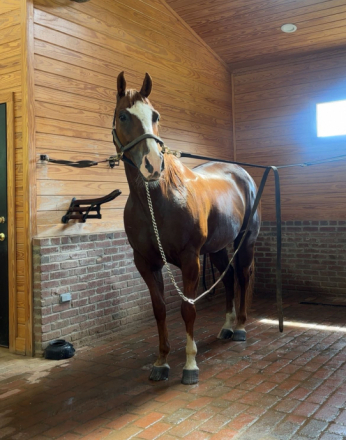 HorseID: 2317764 At Least Shes Pretty - PhotoID: 1104612