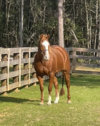 HorseID: 2317764 At Least Shes Pretty - PhotoID: 1104613