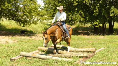 HorseID: 2317769 Mack - PhotoID: 1104617
