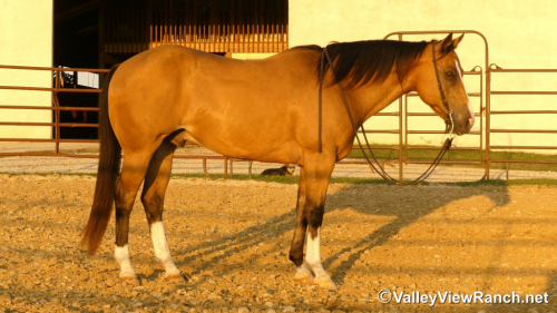 HorseID: 2317769 Mack - PhotoID: 1104620