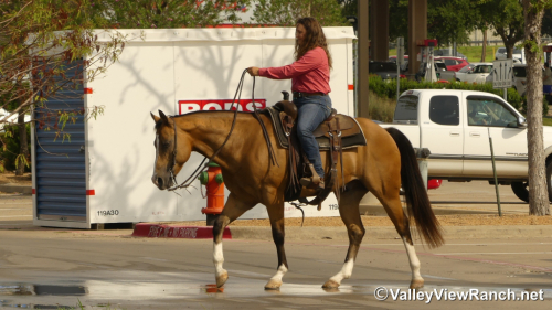 HorseID: 2317769 Mack - PhotoID: 1104621