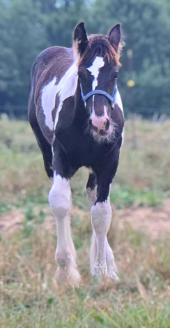 HorseID: 2317770 Toast - PhotoID: 1104622