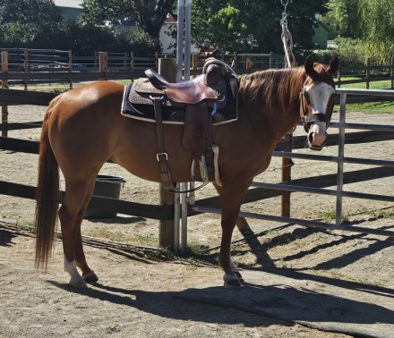 HorseID: 2317772 MS SADIE HAWKINS - PhotoID: 1104624