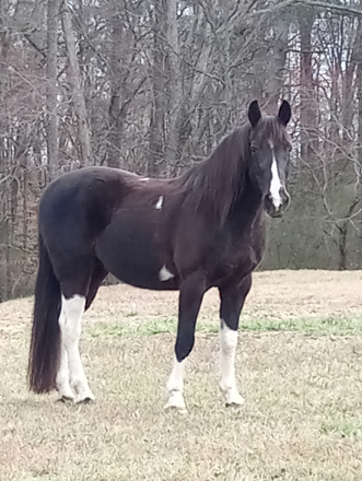 HorseID: 2317773 Blaze - PhotoID: 1104625