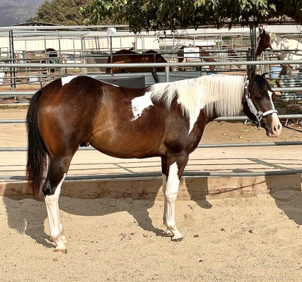 HorseID: 2317775 One and Only Cowboy - PhotoID: 1104633