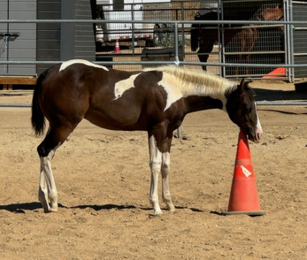 HorseID: 2317775 One and Only Cowboy - PhotoID: 1104634