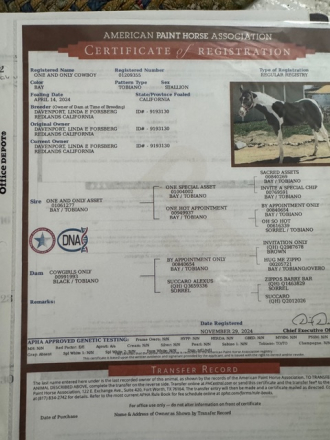 HorseID: 2317775 One and Only Cowboy - PhotoID: 1104635