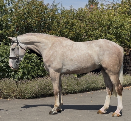 HorseID: 2317776 Prince William - PhotoID: 1104626
