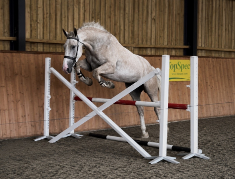 HorseID: 2317776 Prince William - PhotoID: 1104627