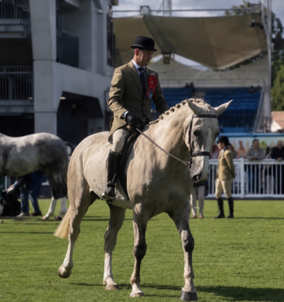 HorseID: 2317776 Prince William - PhotoID: 1104629