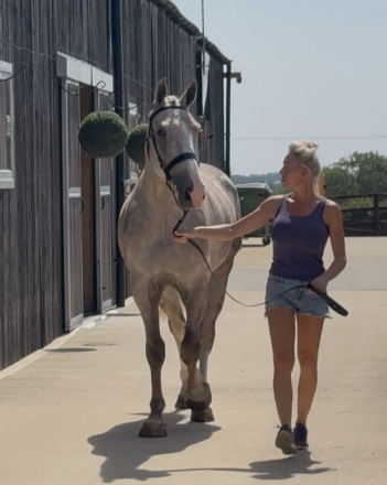 HorseID: 2317776 Prince William - PhotoID: 1104630