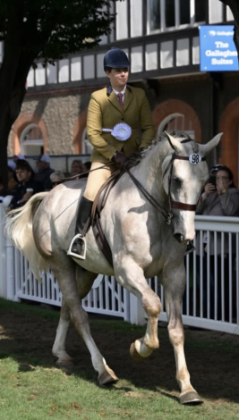 HorseID: 2317776 Prince William - PhotoID: 1104631
