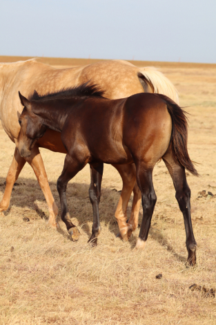 HorseID: 2317786 Burnin' B Ranch Online Auction - PhotoID: 1104645