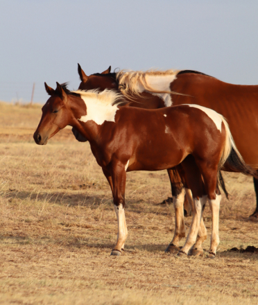 HorseID: 2317786 Burnin' B Ranch Online Auction - PhotoID: 1104646