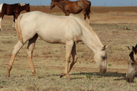 HorseID: 2317786 Burnin' B Ranch Online Auction - PhotoID: 1104647