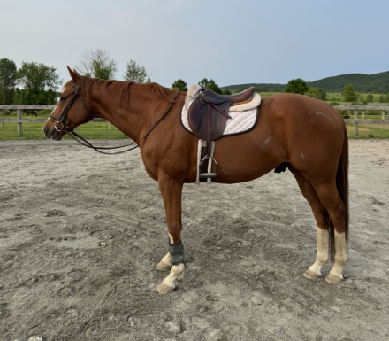 HorseID: 2317791 Gunter - PhotoID: 1104649