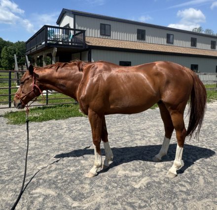 HorseID: 2317791 Gunter - PhotoID: 1104649