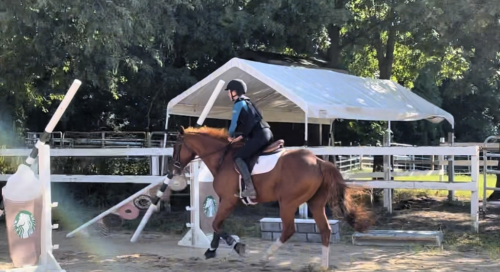 HorseID: 2317791 Gunter - PhotoID: 1105101