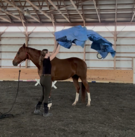 HorseID: 2317791 Gunter - PhotoID: 1105102