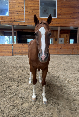 HorseID: 2317791 Gunter - PhotoID: 1105103