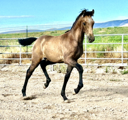HorseID: 2317792 Xerife - PhotoID: 1104651