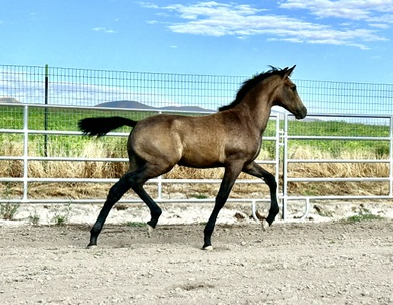 HorseID: 2317792 Xerife - PhotoID: 1104652