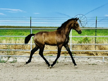 HorseID: 2317792 Xerife - PhotoID: 1104653