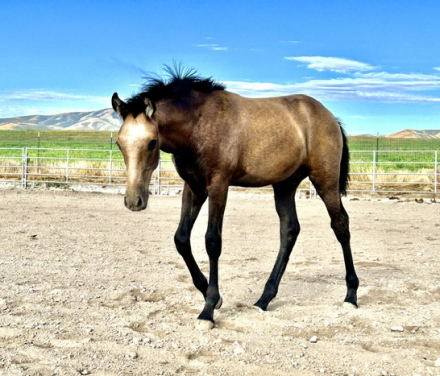 HorseID: 2317792 Xerife - PhotoID: 1104654