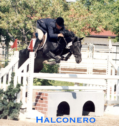 HorseID: 2317792 Xerife - PhotoID: 1104656