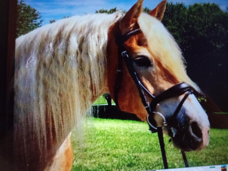 HorseID: 2317795 A Golden Arrow - PhotoID: 1104659